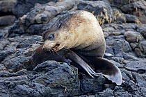 Subantarctic Fur Seal (Arctocephals tropicalis) preening its fur. Nightingale Island, part of the Tristan da Cunha, south Atlantic, March.