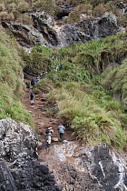 Visitors climb the steep paths on Nightingale Island. Tristan da Cunha group, south Atlantic, March.