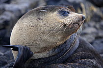 Portrait of a Subantarctic Fur Seal (Arctocephalus tropicalis). Nightingale Island, Tristan da Cunha, south Atlantic, March.