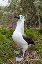 Portrait of a Yellow-nosed Albatross (Thalassarche chlororhynchus) standing on grassed ground. Nightingale Island, Tristan da Cunha, south Atlantic, March.