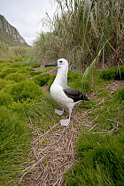 Yellow-nosed Albatross (Thalassarche chlororhynchus) standing on grassed ground. Nightingale Island, Tristan da Cunha, south Atlantic, March.