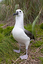 Portrait of a Yellow-nosed Albatross (Thalassarche chlororhynchus) standing on grassed ground. Nightingale Island, Tristan da Cunha, south Atlantic, March.