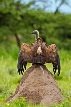 White-Backed Vulture (Gyps africanus) drying wings after rain, perched on a termite mound. Etosha National Park, Namibia, January.