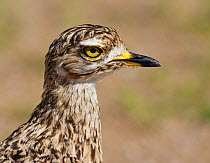 Spotted Thick-Knee / Cape Dikkop (Burhinus capensis) head in profile. Etosha National Park, Namibia, January.