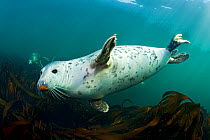 Grey seal (Halichoerus grypus) swimming amongst kelp, Farne Islands, Northumberland, England, UK, August. 2020VISION Book Plate. Did you know? The 1914 Grey Seal Protection Act ensured this species su...
