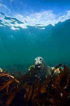 Grey seal (Halichoerus grypus) swimming amongst kelp, Farne Islands, Northumberland, England, UK, August