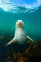 Grey seal (Halichoerus grypus) portrait underwater, amongst kelp. Farne Islands, Northumberland, England, UK, August