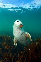 Grey seal (Halichoerus grypus) portrait, underwater amongst kelp, Farne Islands, Northumberland, England, UK, August