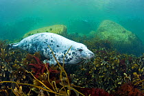 Grey seal (Halichoerus grypus) resting on seabed amongst seaweed, Lundy Island, Bristol Channel, England, UK, May