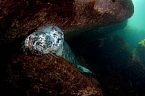 Grey seal (Halichoerus grypus) sleeping under a rocky ledge, Lundy Island, Bristol Channel, England, UK, May