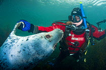 Grey seal (Halichoerus grypus) interacting with a diver, Lundy Island, Bristol Channel, England, UK, May