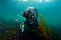 Grey seal (Halichoerus grypus) portrait underwater amongst seaweed, Lundy Island, Bristol Channel, England, UK, May