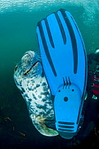 A Grey seal (Halichoerus grypus) seems content to have found a diver's fin to play with, Lundy Island, Bristol Channel, England, UK, May. Grey seals will seek out divers and clearly enjoy demonstrati...