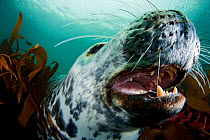 Grey seal (Halichoerus grypus) shows its teeth in a playful moment, Lundy Island, Bristol Channel, England, UK, May