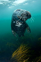 Grey seal (Halichoerus grypus) underwater, Lundy Island, Bristol Channel, England, UK, May