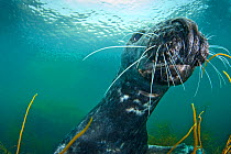 Grey seal (Halichoerus grypus) underwater, Lundy Island, Bristol Channel, England, UK, May