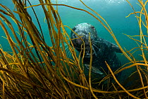 Grey seal (Halichoerus grypus) underwater, swimming amongst kelp, Lundy Island, Bristol Channel, England, UK, May