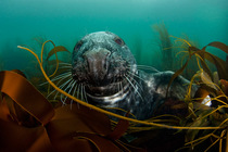 RF- Grey seal (Halichoerus grypus) among kelp. Lundy Island, Bristol Channel, England, UK, May. Grey seals can dive up to 70 metres and stay underwater for 30 minutes.