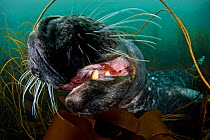 Grey seal (Halichoerus grypus) close-up of mouth,  underwater amongst kelp, Lundy Island, Bristol Channel, England, UK, May
