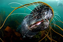 Grey seal (Halichoerus grypus) close-up underwater amongst kelp, Lundy Island, Bristol Channel, England, UK, May. Did you know? Seals can dive up 70 metres when feeding.