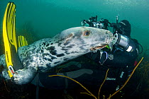 Grey seal (Halichoerus grypus) interacting with diver underwater, Lundy Island, Bristol Channel, England, UK, May. Photographer quote: 'Seal photography is a very interactive process, with the seals j...
