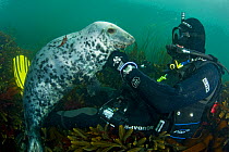 Grey seal (Halichoerus grypus) interacting with diver underwater, Lundy Island, Bristol Channel, England, UK, May