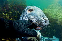 Grey seal (Halichoerus grypus) biting diver's glove, Lundy Island, Bristol Channel, England, UK, May