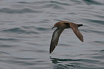 Sooty shearwater (Puffinus griseus) adult in flight over Irish sea off Pembrokeshire coast, Wales, UK, August 2010. Did you know? Hitchcock's film 'The Birds' was partly inspired by an incident in Mon...