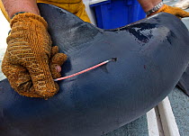 Sea anglers tagging Great blue shark (Prionace glauca) before release, Irish Sea off Pembrokeshire, Wales, UK, August 2010.
