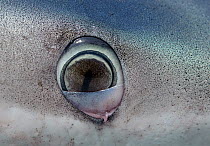 Close-up of eye of Great blue shark (Prionace glauca) caught by sea anglers in the Irish Sea off Pembrokeshire, Wales, UK, August 2010.