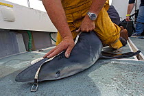 Sea angler measuring Great blue shark (Prionace glauca) on boat before tagging and release, Irish Sea off Pembrokeshire, Wales, UK, August 2010.