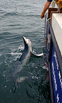 Sea angler landing Great blue shark (Prionace glauca) on boat prior to tagging and release, Irish Sea off Pembrokeshire, Wales, UK, August 2010.