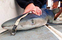 Sea angler measuring Great blue shark (Prionace glauca) on boat prior to tagging and release, Irish Sea off Pembrokeshire, Wales, UK, August 2010.