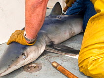 Sea angler tagging Great blue shark (Prionace glauca) on boat prior release, Irish Sea off Pembrokeshire, Wales, UK, August 2010.