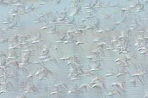 Flock of Red knot (Calidris canutus) in flight, long exposure, winter plumage, Snettisham RSPB reserve, Norfolk, England, UK, October. Did you know? The Wash Estuary in Norfolk is estimated to have a...