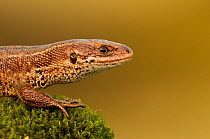 Viviparous / Common lizard (Zootoca / Lacerta vivipara) basking, Staffordshire, England, UK, April.