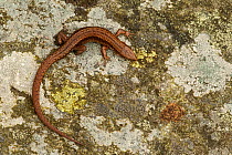Viviparous / Common lizard (Zootoca / Lacerta vivipara) basking on rock, Staffordshire, England, UK, April.
