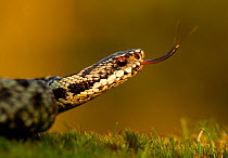Adder (Vipera berus) tasting the air with tongue,  Staffordshire, England, UK, April. 2020VISION Exhibition. 2020VISION Book Plate.