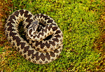 Adder (Vipera berus) coiled, basking on moss in the spring sunshine, Staffordshire, England, UK, April. Photographer quote: ^OK so snakes are perhaps not as sexy as seals or foxes but I just can't get...