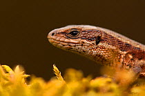Viviparous / Common lizard (Zootoca /Lacerta  vivipara) portrait, Staffordshire, England, UK, April. 2020VISION Book Plate. Did you know? Common lizards are both able to lay eggs and give birth.