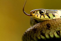 Grass Snake (Natrix natrix) portrait with tongue exposed, basking, Staffordshire, England, UK, April