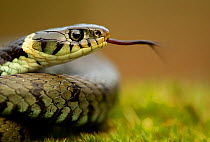 Grass Snake (Natrix natrix) portrait with tongue out, Staffordshire, England, UK, April