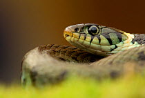 Grass Snake (Natrix natrix)oiled, portrait, Staffordshire, England, UK, April