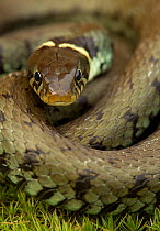 Grass Snake (Natrix natrix) coiled, basking, Staffordshire, England, UK, April