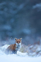Red Fox (Vulpes vulpes) vixen in snow, Cannock Chase, Staffordshire, England, UK, December