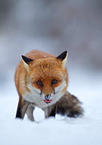 Red Fox (Vulpes vulpes) vixen in snow, Cannock Chase, Staffordshire, England, UK, December