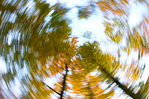 Abstract image looking up through woodland canopy, The National Forest, Central England, UK, November 2010