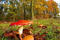 Fly agaric fungus (Amanita muscaria) in woodland setting, The National Forest, Central England, UK, November 2010