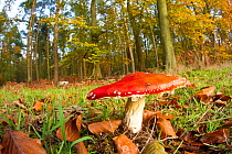 Fly agaric fungus (Amanita muscaria) in woodland setting, The National Forest, Central England, UK, November 2010. 2020VISION Book Plate.