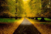 Avenue of mature Lime trees leading to Calke Abbey, The National Forest, Derbyshire, UK, November 2010. Photographer quote: "Autumn is such a great time of year and the National Forest initiative is j...